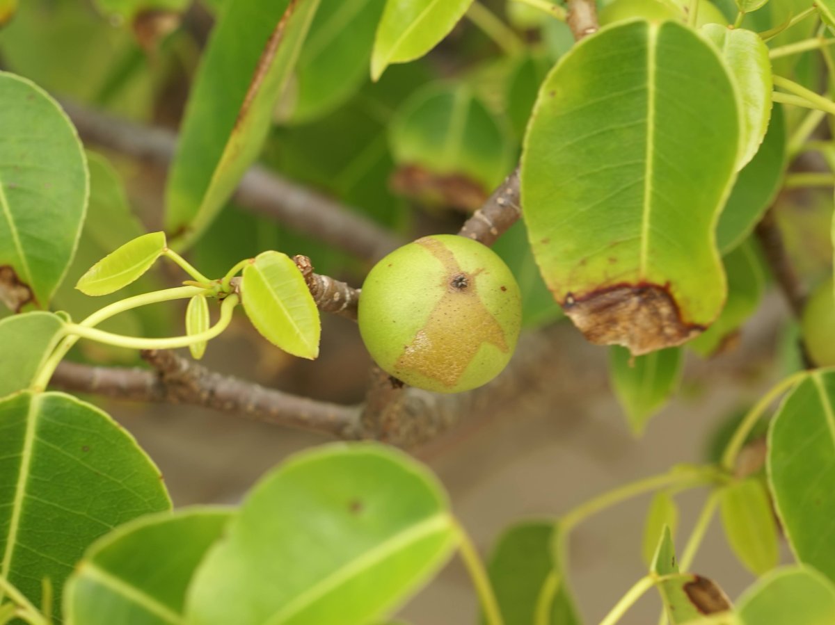Manchineel tree in Barbados 