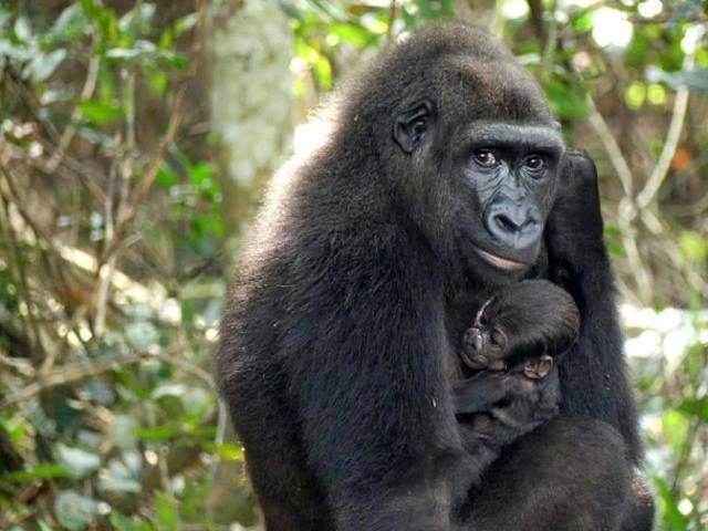 Gabon’s Ivindo National Park Becomes A UNESCO world Heritage Site
