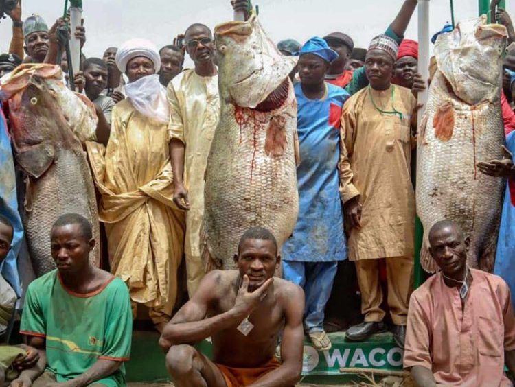 About The Biggest Fishing Festival in Africa; The Argungu International Fishing and Cultural Festival