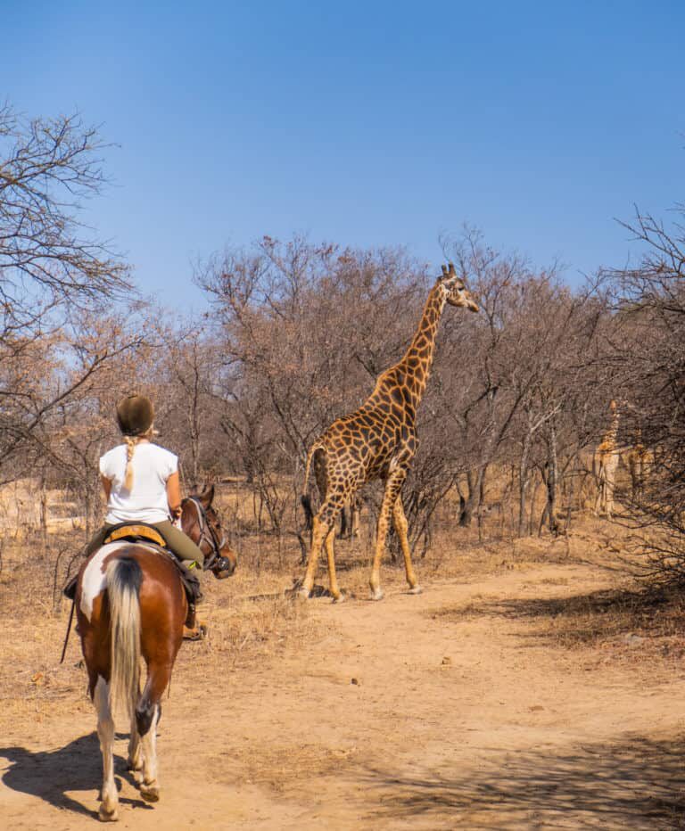 10 Best Safari Tours In Southern Africa | MBBA Global 