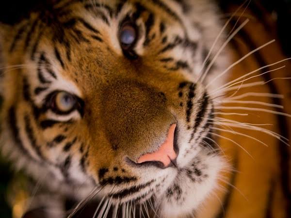 Roaming Tiger in South Africa successfully captured 