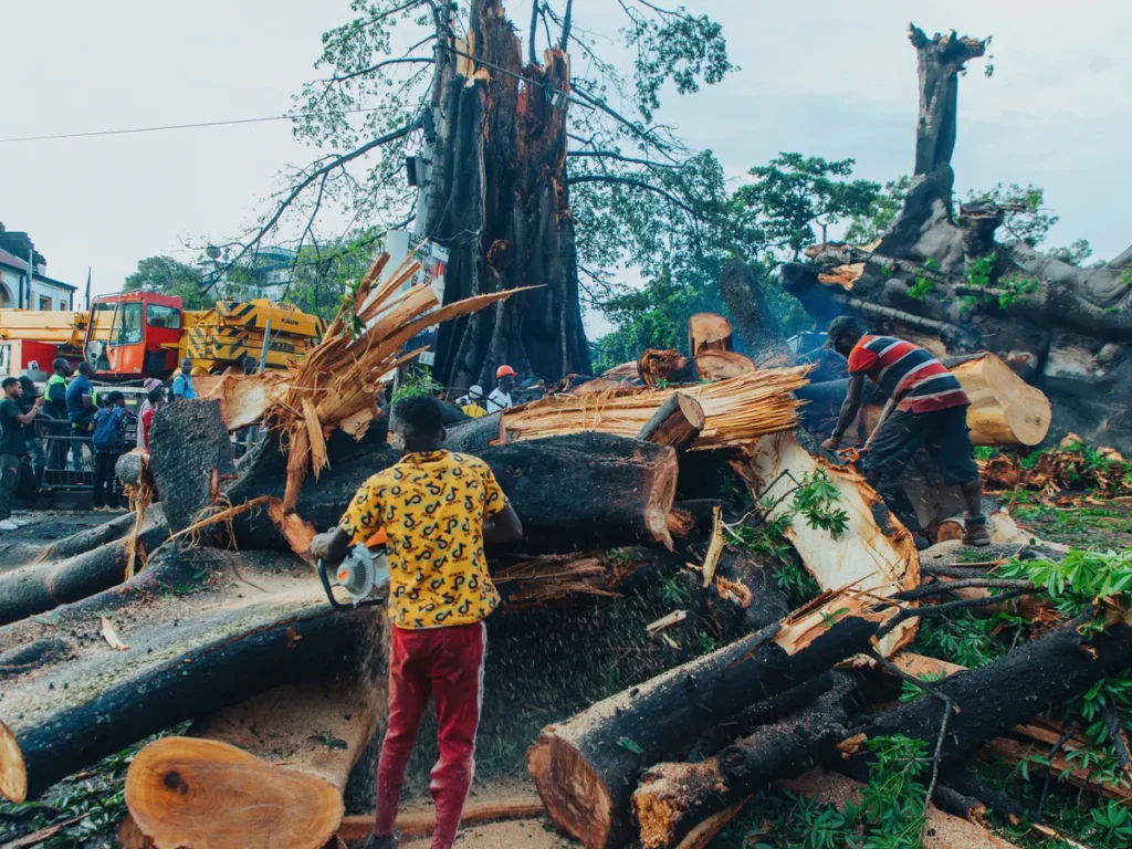 Sierra Leone’s Symbolic Centuries-Old Cotton Tree, destroyed by storm